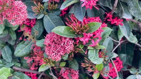 Close-up of small flowers against large leaves Stock Footage 234051996