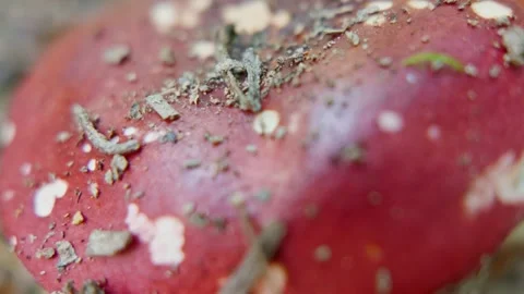 Close up of a small fly agaric Amanita muscaria fungi on the forest floor Stock Footage 339618520