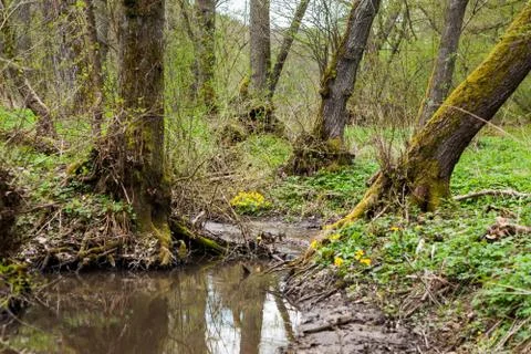 Close-up of a small forest brook Stock Photos
