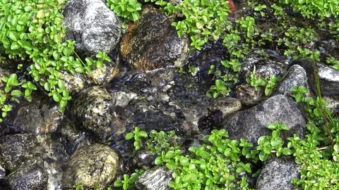 Close-up of a small forest stream Stockbeeldmateriaal 75014657