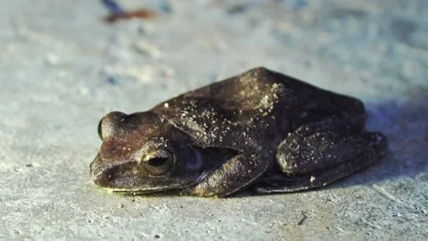 Close up of small frog in the evening on the ground. 스톡 동영상 169169639
