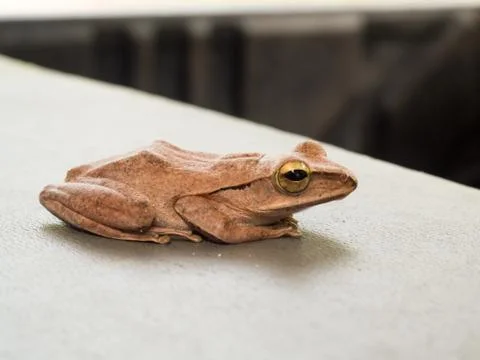 Close up of a small frog. Stock Photos