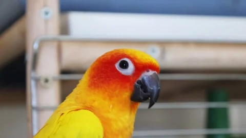 Close up small funny yellow-green parrot. International Bird Day. Stock Footage 270545170