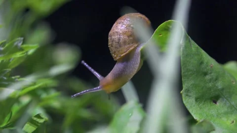 Close up of a small garden snail crawling slowly on a green leaf Stock Footage 342014581