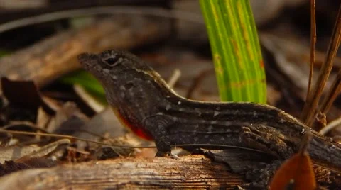 Close up of small gecko breathing Stock Footage 45592892