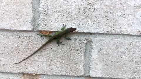 Close up of a small Gecko found in East Texas, USA. Cute little thing as Stock Footage 150825062