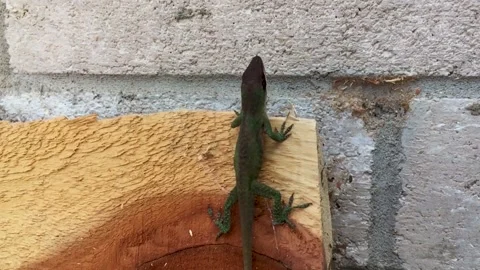 Close up of a small Gecko found in East Texas, USA. Cute little thing as Stock Footage 150825064