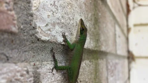 Close up of a small Gecko found in East Texas, USA. Cute little thing as Stock Footage 150825122