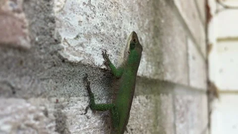 Close up of a small Gecko found in East Texas, USA. Cute little thing as Stock Footage 150825138