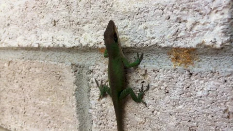 Close up of a small Gecko found in East Texas, USA. Cute little thing as Stock Footage 150825169