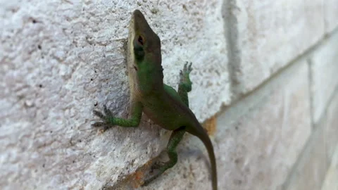 Close up of a small Gecko found in East Texas, USA. Cute little thing as Stock Footage 150825199