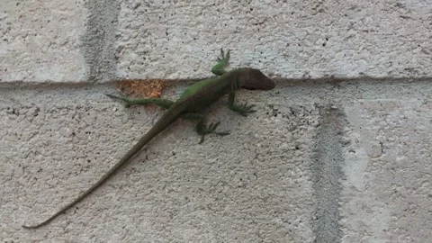 Close up of a small Gecko found in East Texas, USA. Cute little thing as Stock Footage 150825211