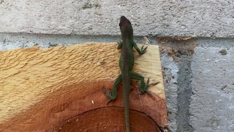 Close up of a small Gecko found in East Texas, USA. Cute little thing as Stock Footage 150825255