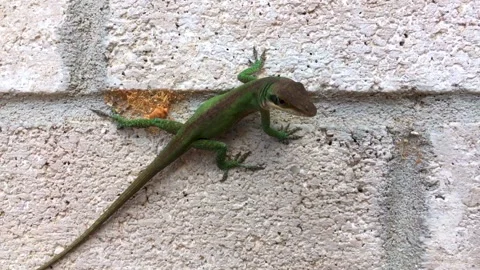 Close up of a small Gecko found in East Texas, USA. Cute little thing as Stock Footage 150825264