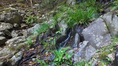 Close-up of a Small Gentle Water Flowing in Nature Vídeos de archivo 336595282