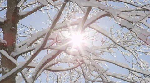 CLOSE UP: Small glittering snowflakes falling from tree on sunny winter day Vídeos de archivo 68573534