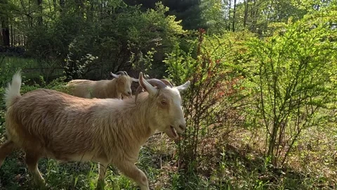 Close Up of Small Goats Grazing in 4K Stock Footage 335593526