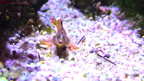 Close up of a small goby fish Stock Footage 295990458
