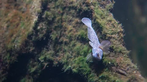 Close up of a small goby fish resting on a rock Stock Footage 296585950