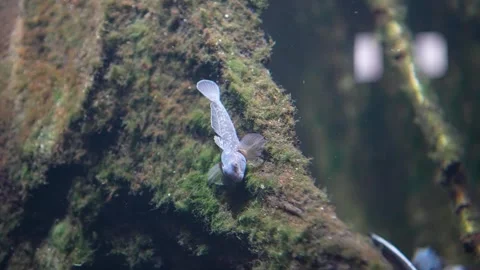 Close up of a small goby or Gobiidae fish underwater Stock-Footage 296549292