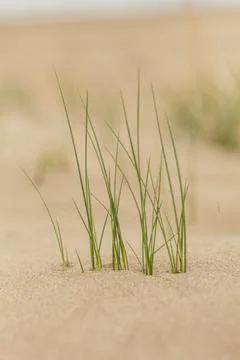 Close-up of small grass blades emerging from sandy soil in Cyprus, highlighti Stock-Fotos