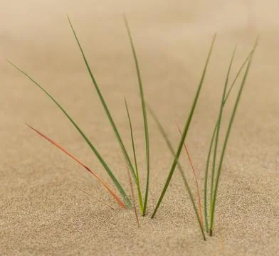 Close-up of small grass blades emerging from sandy soil in Cyprus, highlighti Stock Photos