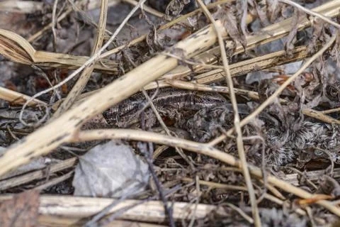 Close-up of a small gray lizard in native habitat Foto stock