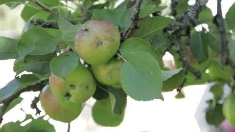 Close up of small green apples on a branch Video stock 306795429