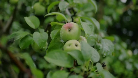 Close-up of small green apples growing with dew on a tree in lush... 스톡 동영상 339101672