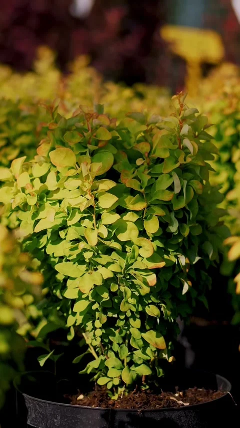 Close-up. small green barberries in flower pots, in a garden center or Stock Footage 321649016