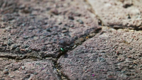 Close up of a small green beetle walking on textured pavement with colorful dust Stock Footage 332573067