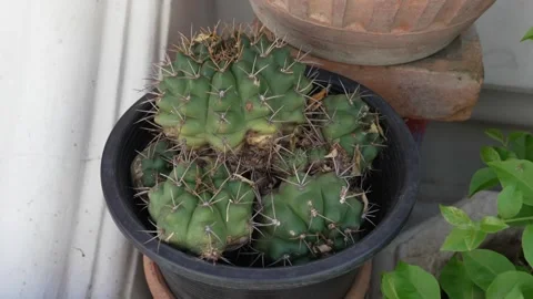 Close-up of a small, green cactus cluster with sharp spines, growing in a dark Stock Footage 320611648
