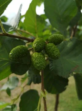 Close-up of small green cones on the background of foliage Foto stock
