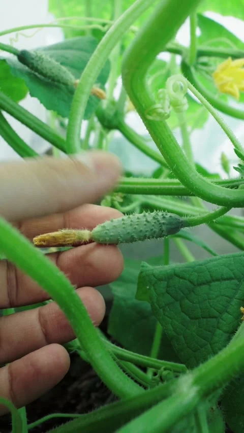 Close-up of small green cucumber growing on vine with yellow flower Stock Footage 346774163