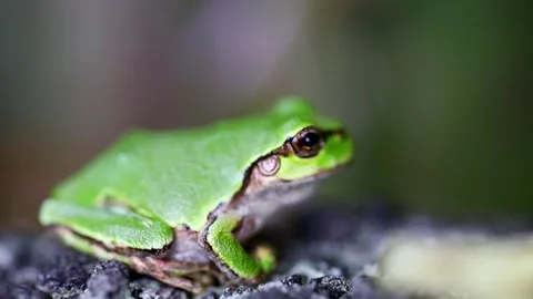 Close up of a small green frog with emphasis on the eye Stock Footage 243645135