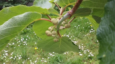 Close-up of small green kiwi buds growing on a branch in a garden during spr Stock Footage 335550376