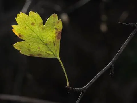 Close up small green leaf growing from a branch Stock Photos