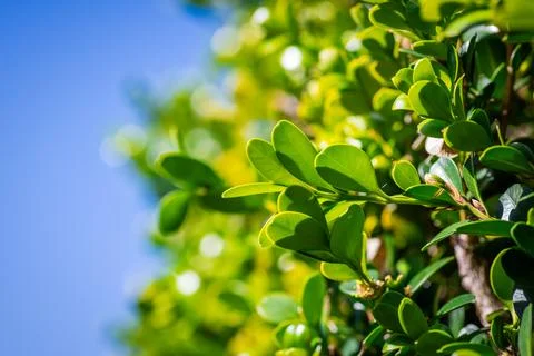Close up of small green leafs with blue sky in the background Stock Photos