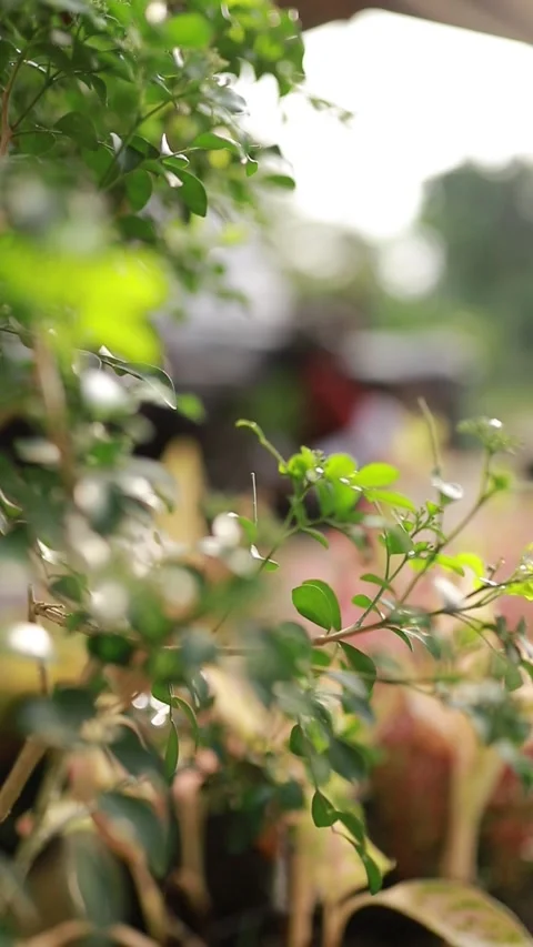Close up of small green leaves blooming on branches with soft bokeh background. Stock Footage 346013540