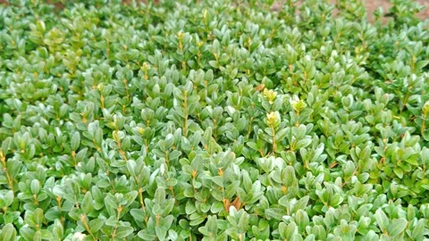Close-up of small green leaves on bushes Видео 318615251