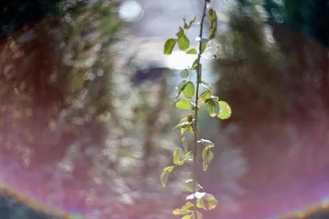 Close-up of small green leaves on a thin stem with soft blurred background Stock Photos