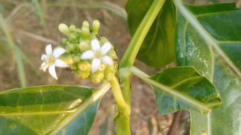 Close up of small green noni fruit and white flowers on tree branch Stock Footage 340376342