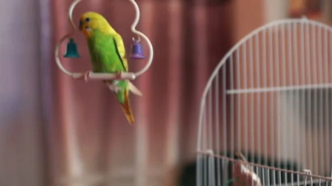 Close-up a small green parrot flies on the perch held by a female hand. Pet trai Stock Footage 132067405