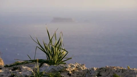 Close-up of a small green plant growing on a rock. Move the focus to the rock in Stock Footage 101515683