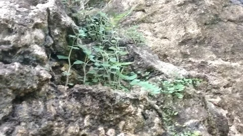 Close-Up of Small Green Plants Growing on Fertile Soil Stock-Footage 329919032