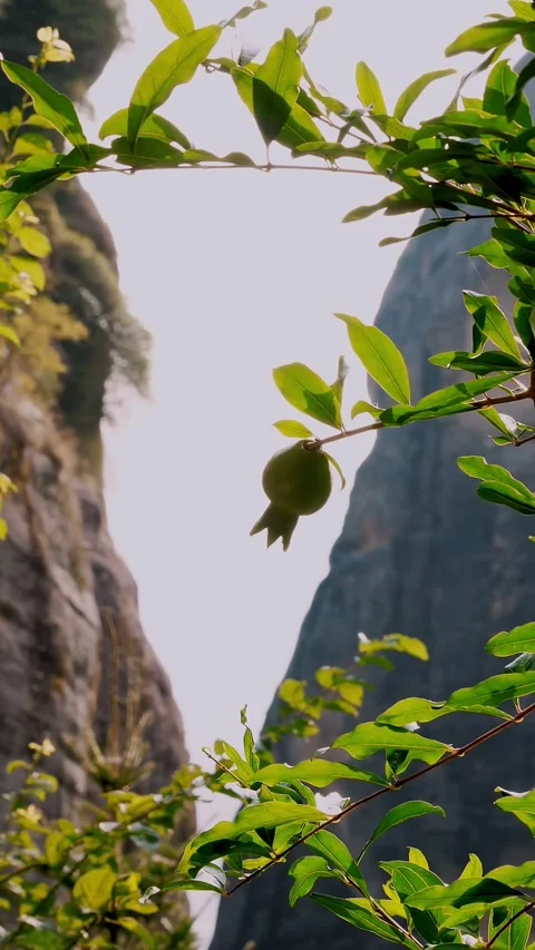 Close-up, a small green pomegranate fruit, growing on a pomegranate tree, Stock Footage 322513291