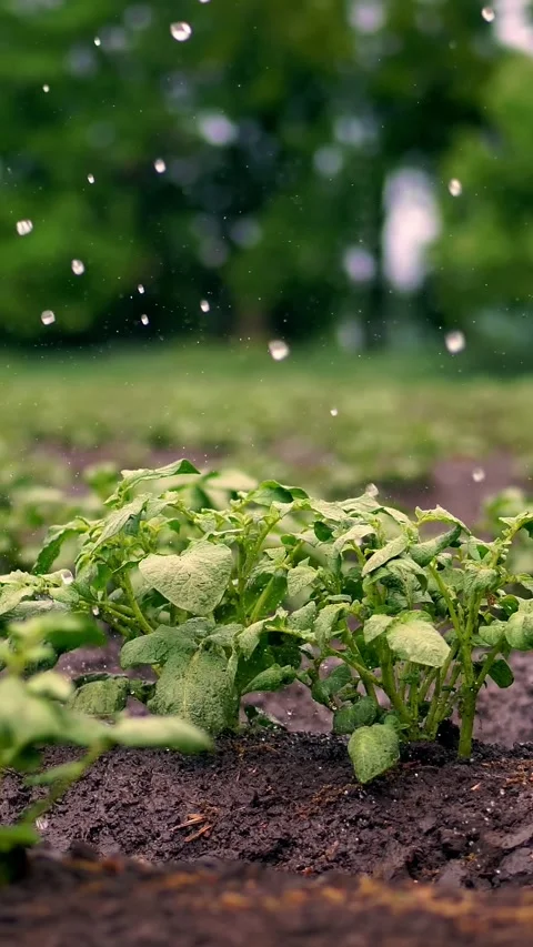 Close-up. small green potato bushes grow in soil, in rows, on agricultural field Video stock 321014395
