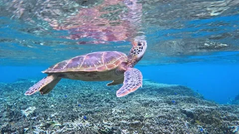 Close Up Of Small Green Sea Turtle Swimming Under The Tropical Blue Sea. - Stock Footage 232495759