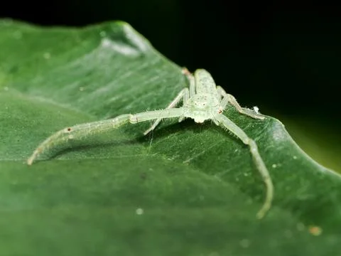 A close up of the small green spider on leaf. 스톡 사진