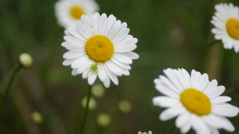 Close up of small green spider sitting on a beautiful white camomile flower Vidéo 197337184